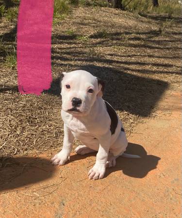 Pitbull x Bully pups