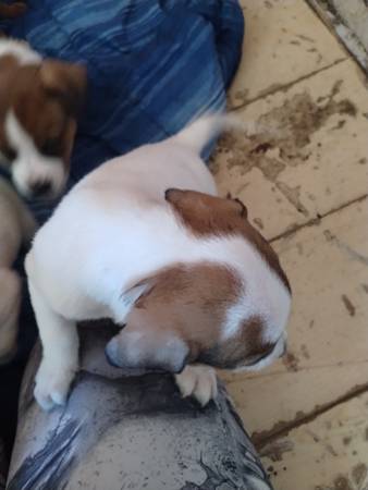 American bulldog puppies available now!