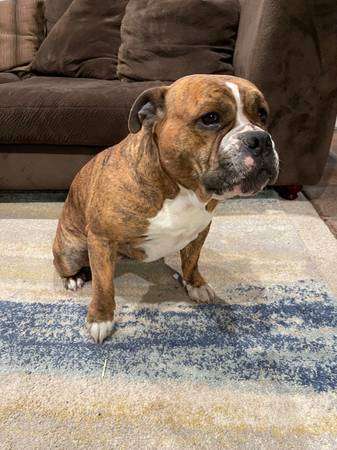 Rehoming Bully Pit/Bulldog Mix