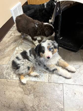 Miniature Australian Shepherd