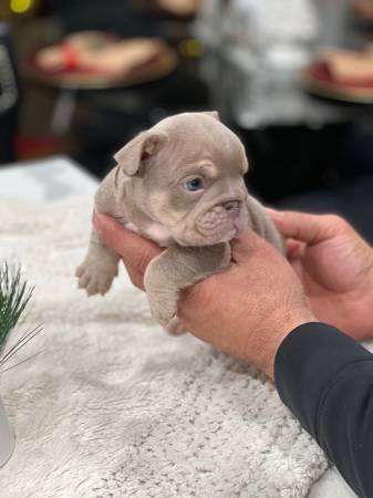 English bulldog pups