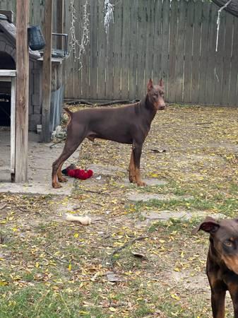 Red Doberman Puppies