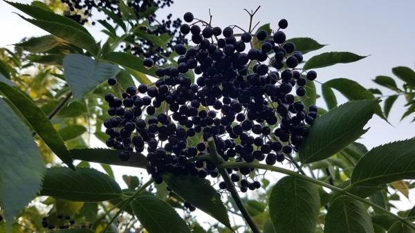 ELDERBERRY PLANTS