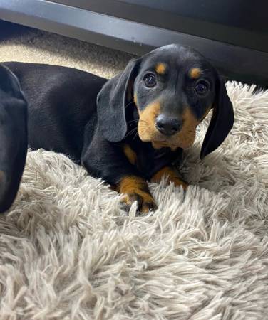 2 female Mini Dachshunds