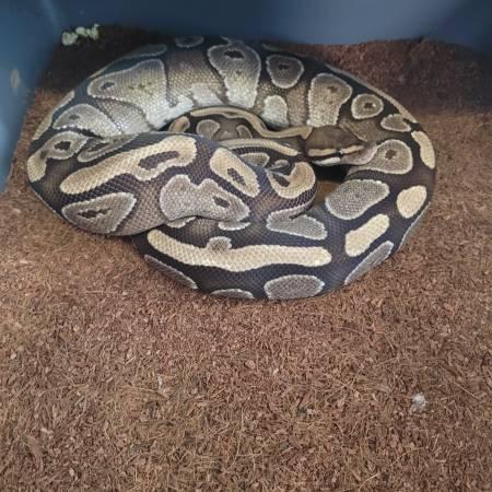 Rehoming Ball Python collection