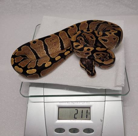 Rehoming ball pythons