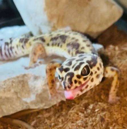 Leopord Gecko