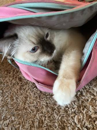 2 ragdoll cats needing rehoming