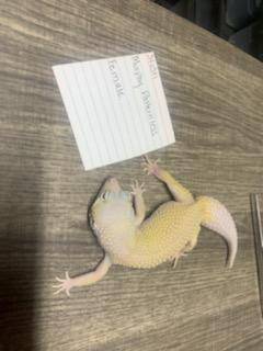 Geckos and skink needing new homes