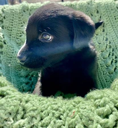 Aussiedor Pups