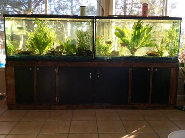 (2) 60 gallon aquarium