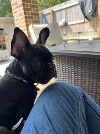 Akc Frenchie