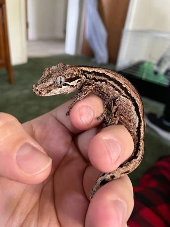 Rehoming Reptiles