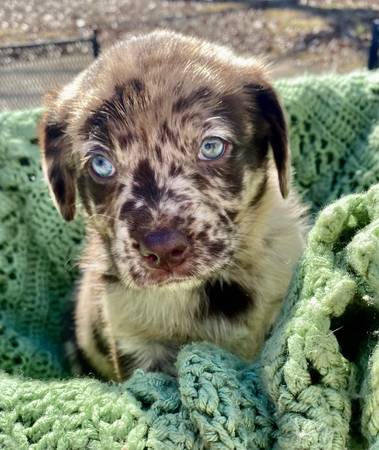 Aussiedor Pups