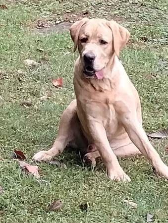 lab needing new home