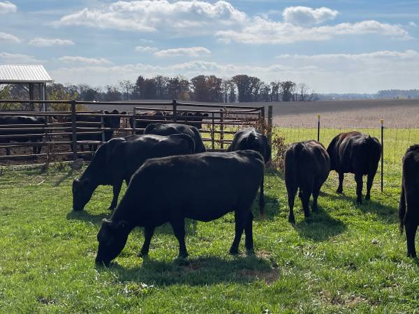 20 Fancy Black Angus Cows