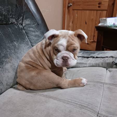 English bulldog rehoming