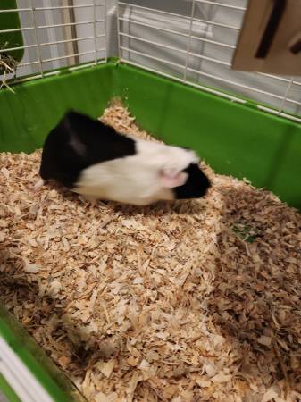 free 2 guinea pigs