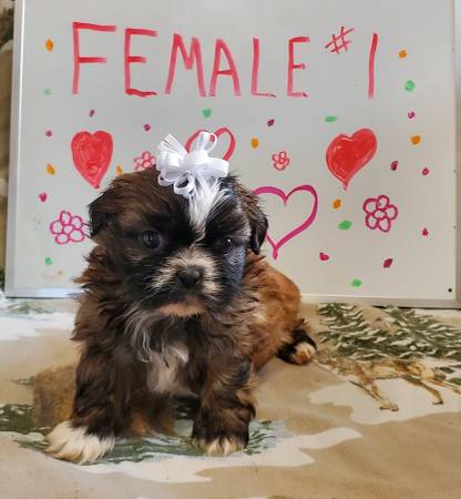 CKC REGISTERED SHIH TZU