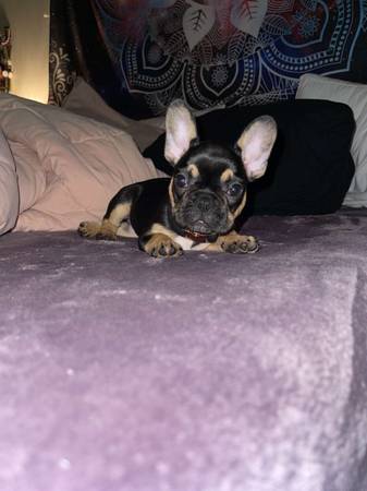 purebred French Bulldog