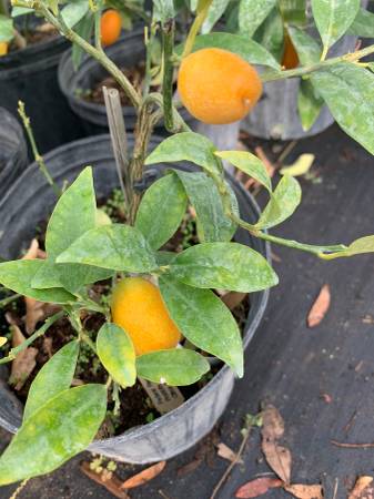 Nagami Kumquat