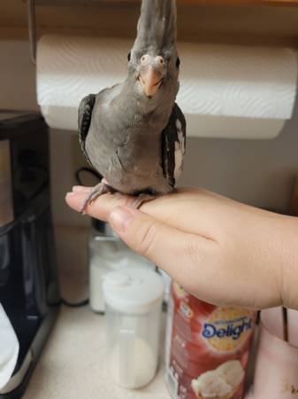 Baby Cockatiels