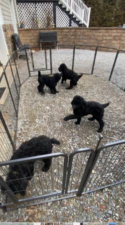 Standard Poodle Puppies -rehoming fee applies