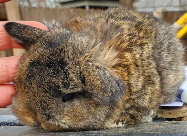 Holland lop bunny rabbits