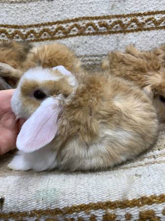 holland lop bunnies rabbits