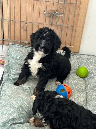 Bernedoodle puppies