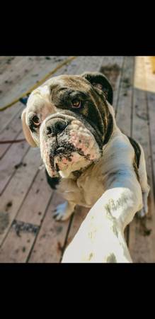 120lb Olde English Bulldogge