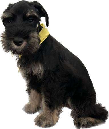 Schnauzer