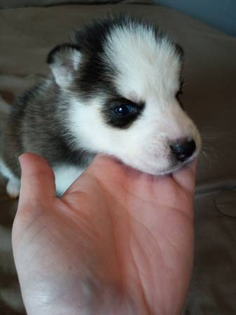 Siberian husky puppy