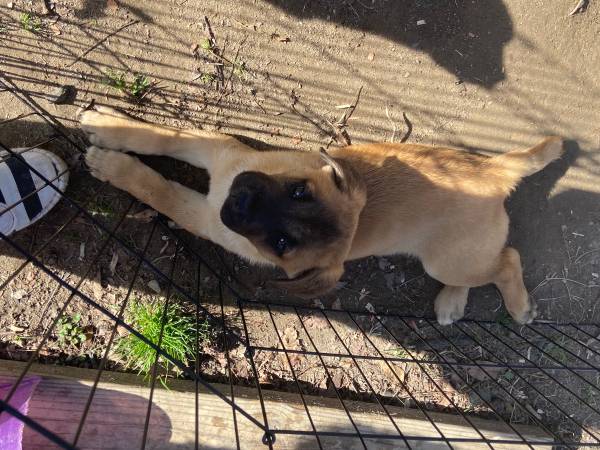 Belgian mastiff mix puppies