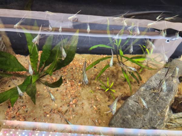 aquarium fish and plants for re- homing