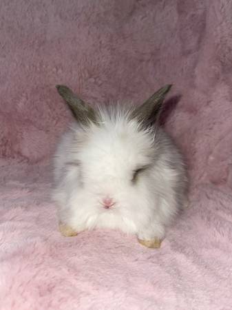 Perfect Valentines gift lionhead bunnies