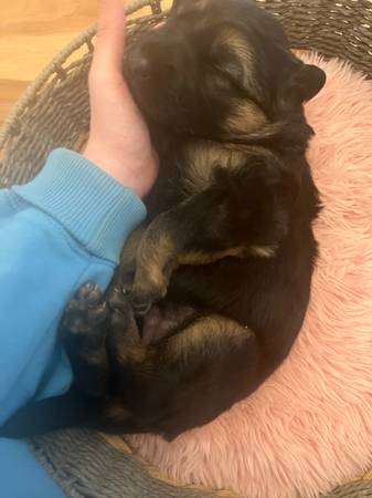 AKC registered German Shepherd Puppies