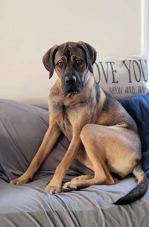 Great Dane/German Shepherd Mix