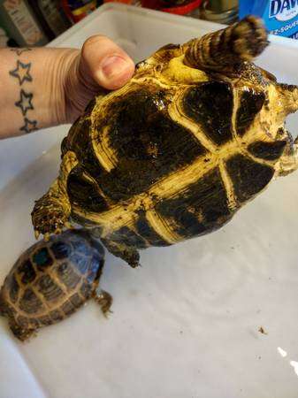 Russian Tortoise Pair