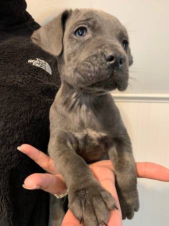 Italian mastiff puppy