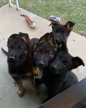 AKC German Shepherd pups