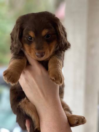 AKC Longhaired Mini Dachshund Puppies