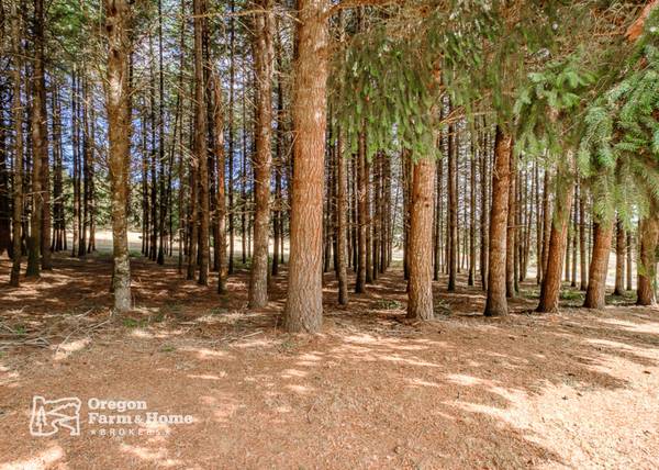 25 Acre Development Property & Timber! ??