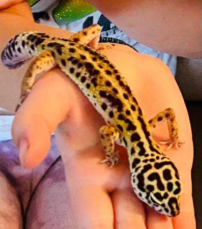 Leopord Gecko