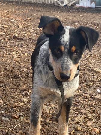 Female Puppy Cattle Dog