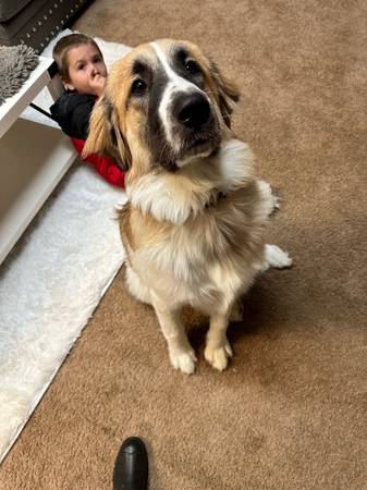 Great Pyrenees mix