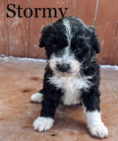 Aussiedoodle