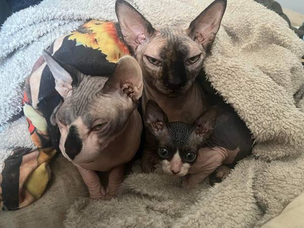 Sphinx kittens