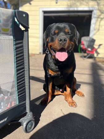 Male Rottweiler