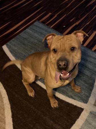 shar pei/pit mix